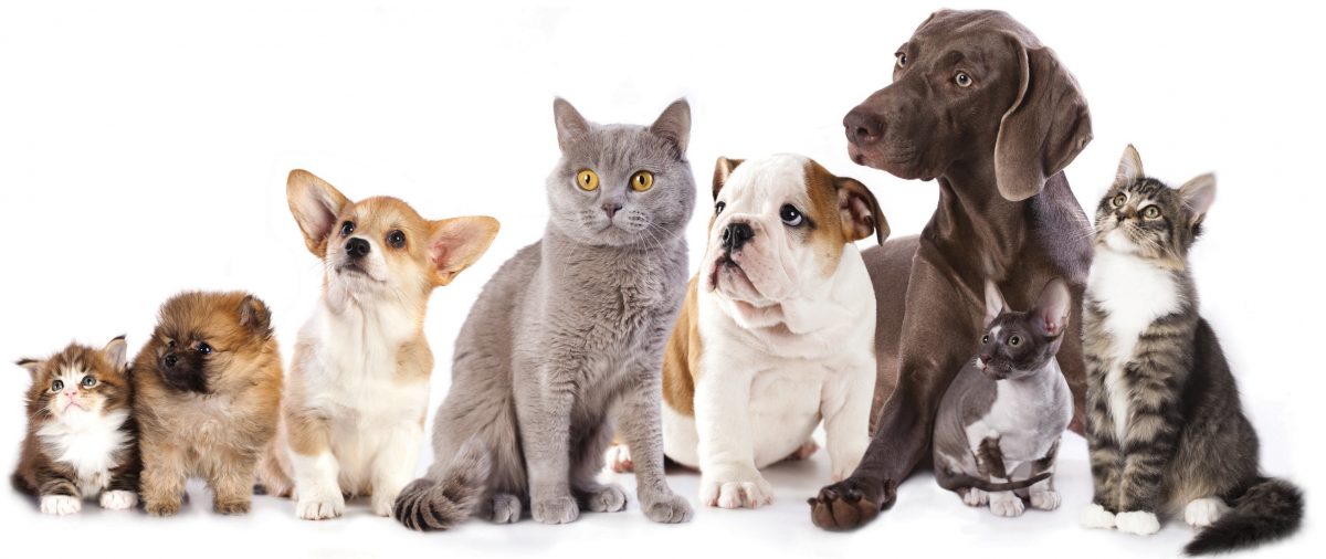 Diagnostyka Kardiologiczna Zwierząt Domowych