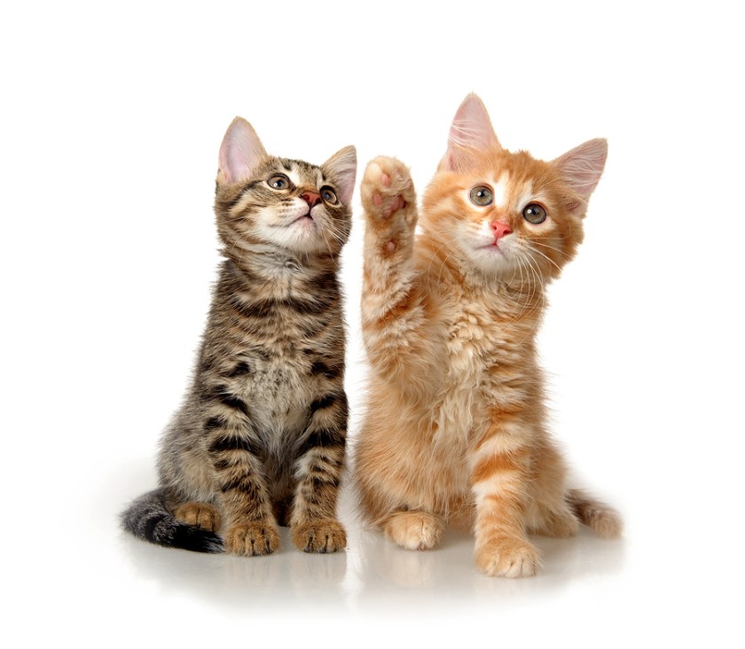 bigstock-Kittens-on-a-white-background-27939380